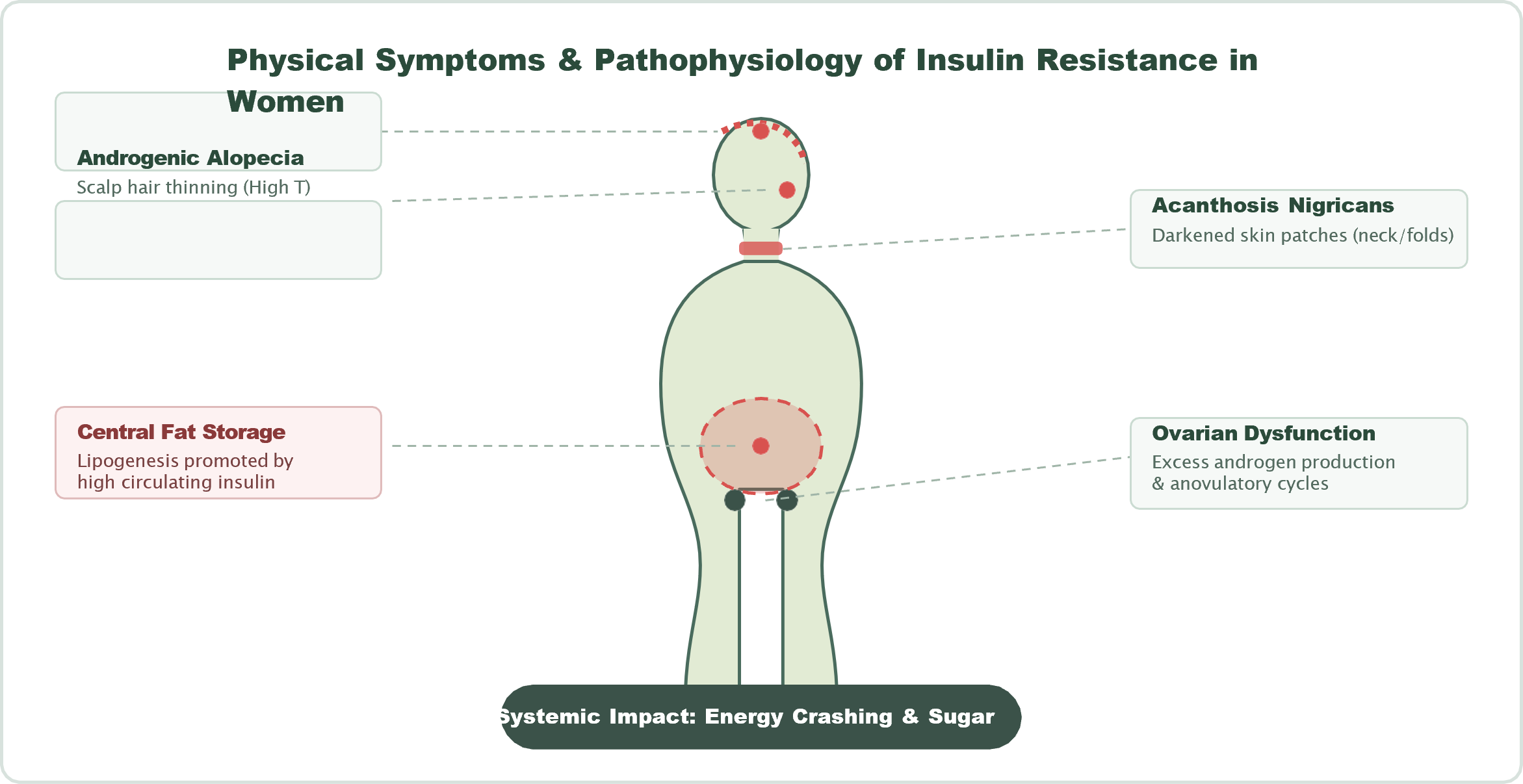 Manifestation and anatomical impact of Insulin Resistance in the female body.